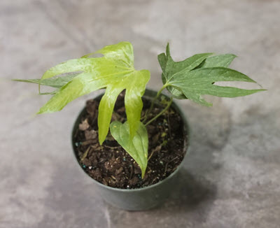 6" Anthurium Fingers